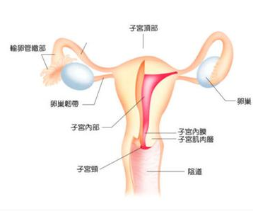 试管婴儿知识之多次流产后还能拥有属于自己的宝宝吗