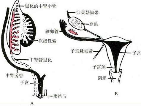 始基子宫患者找美国试管成功怀孕