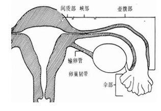 双侧输卵管堵塞还会不会排卵